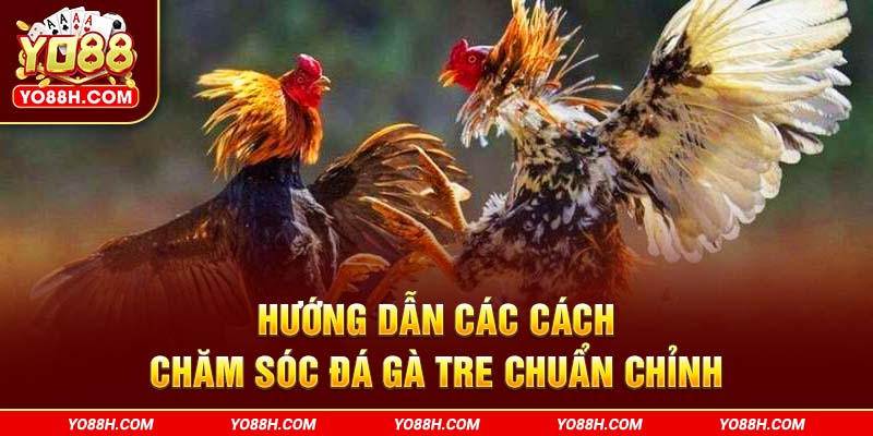 huong-dan-cac-cach-cham-soc-da-ga-tre-chuan-chinh-yo88h-com